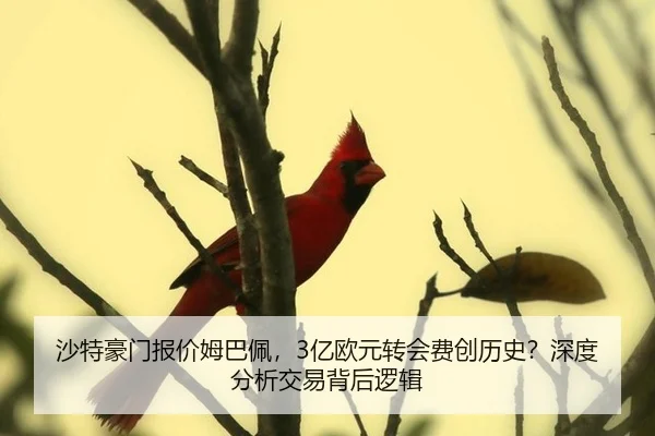 sha-te-hao-men-bao-jia-mu-ba-pei-yi-ou-yuan-zhuan-hui-fei-chuang-li-shi-shen-du-fen-xi-jiao-yi-bei-hou-luo-ji-2-162.jpg